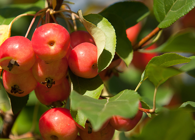 Crabapple Sources Health Benefits Nutrients Uses And Constituents 